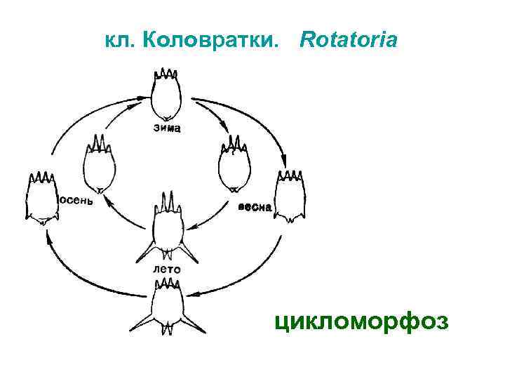 кл. Коловратки. Rotatoria цикломорфоз 