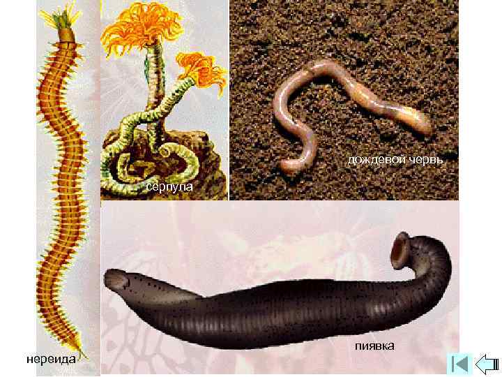 дождевой червь серпула нереида пиявка 