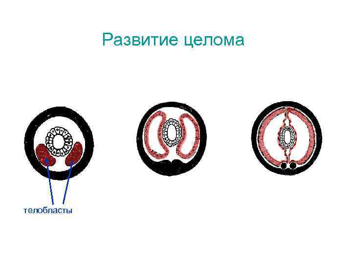 Развитие целома телобласты 
