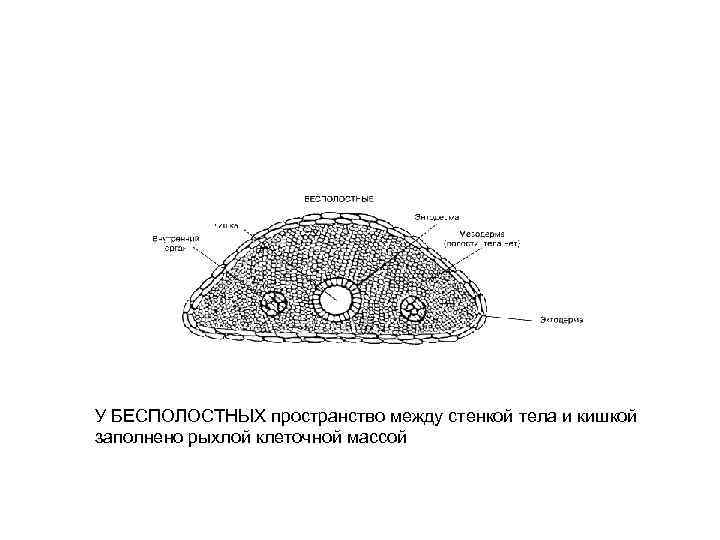 У БЕСПОЛОСТНЫХ пространство между стенкой тела и кишкой заполнено рыхлой клеточной массой 