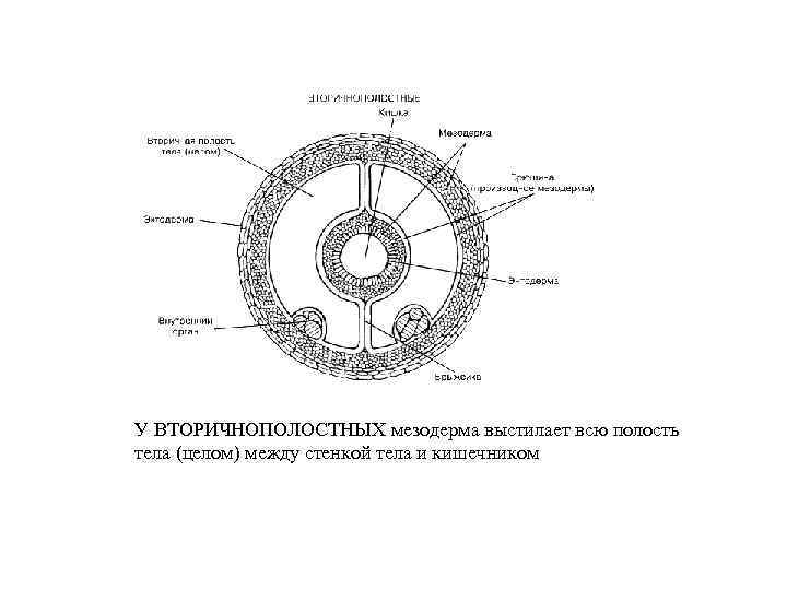 У ВТОРИЧНОПОЛОСТНЫХ мезодерма выстилает всю полость тела (целом) между стенкой тела и кишечником 