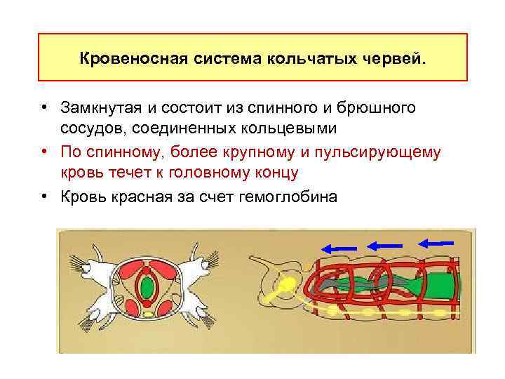 Замкнутую кровеносную систему имеют