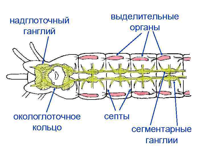 надглоточный ганглий окологлоточное кольцо выделительные органы септы сегментарные ганглии 