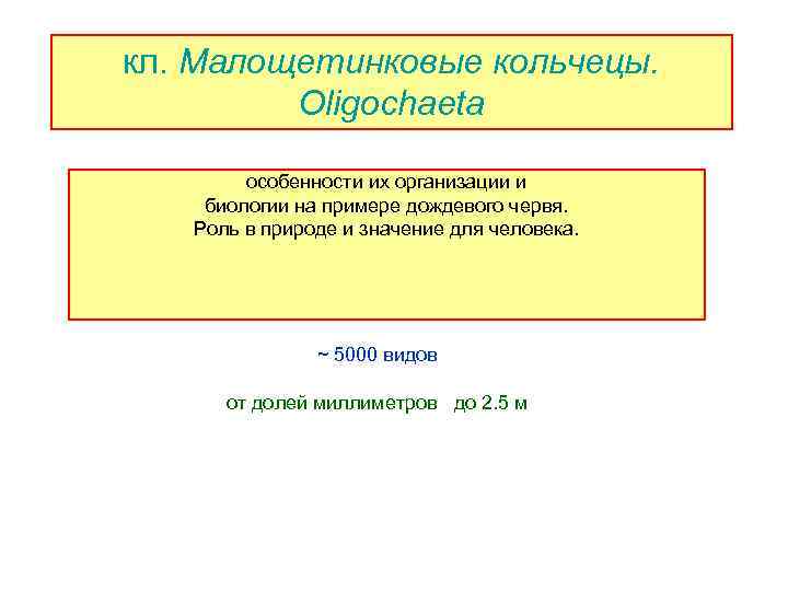 кл. Малощетинковые кольчецы. Oligochaeta особенности их организации и биологии на примере дождевого червя. Роль