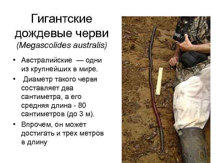 Гигантские дождевые черви (Megascolides australis) • Австралийские — одни из крупнейших в мире. •