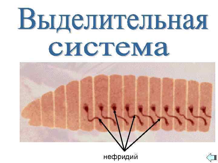 нефридий 