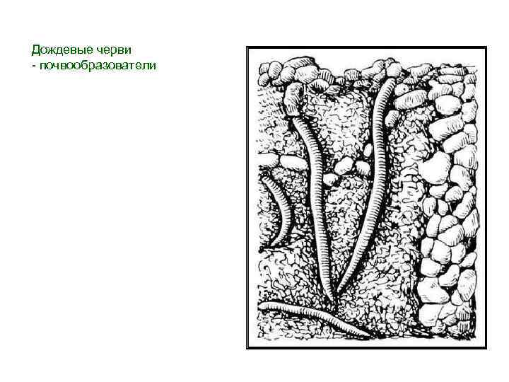 Дождевые черви - почвообразователи 
