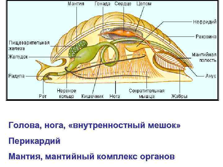 Голова, нога, «внутренностный мешок» Перикардий Мантия, мантийный комплекс органов 