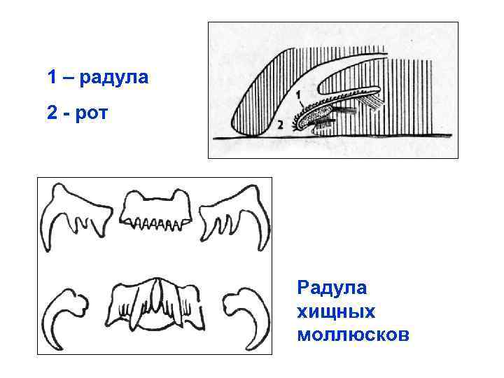 1 – радула 2 рот Радула хищных моллюсков 