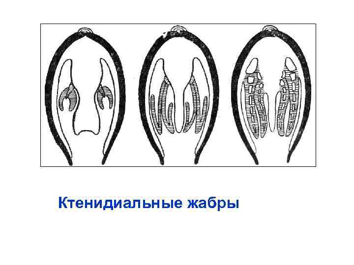 Ктенидиальные жабры 