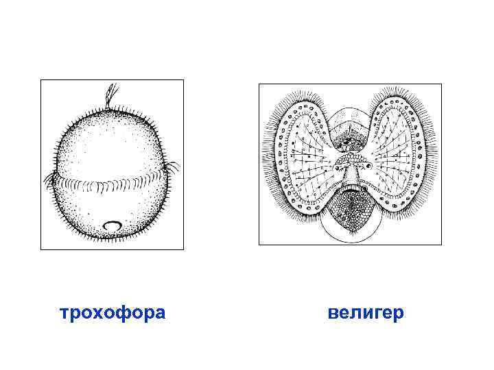 трохофора велигер 
