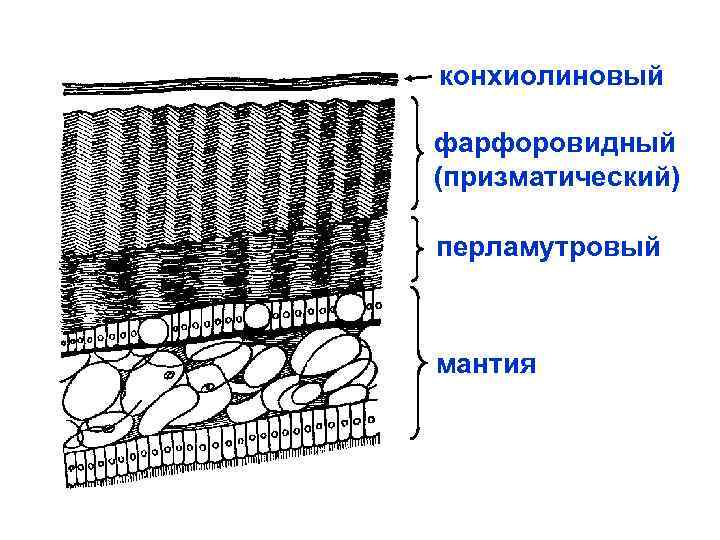 конхиолиновый фарфоровидный (призматический) перламутровый мантия 
