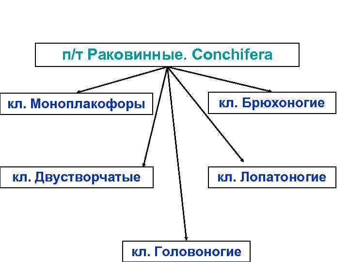 п/т Раковинные. Conchifera кл. Моноплакофоры кл. Брюхоногие кл. Двустворчатые кл. Лопатоногие кл. Головоногие 