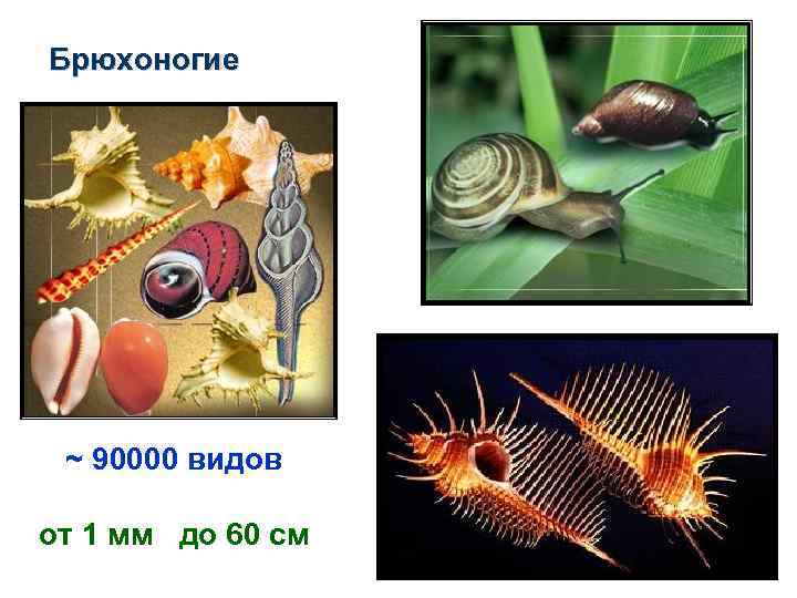 Брюхоногие ~ 90000 видов от 1 мм до 60 см 