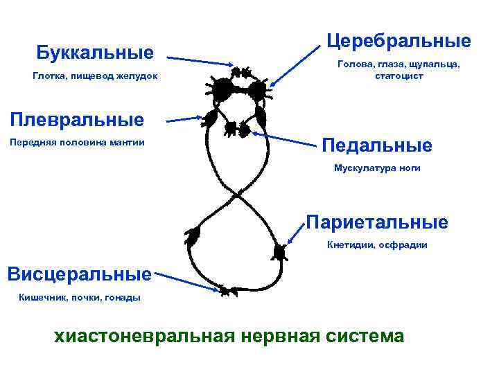 Буккальные Глотка, пищевод желудок Церебральные Голова, глаза, щупальца, статоцист Плевральные Передняя половина мантии Педальные