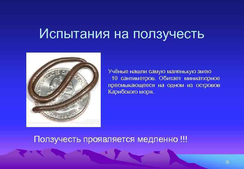 Испытания на ползучесть Учёные нашли самую маленькую змею 10 сантиметров. Обитает миниатюрное пресмыкающееся на