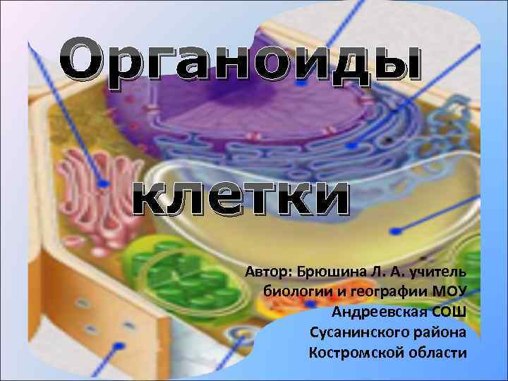 Органоиды клетки Автор: Брюшина Л. А. учитель биологии и географии МОУ Андреевская СОШ Сусанинского