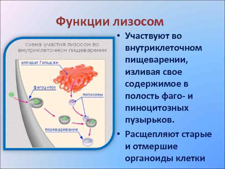 Функции лизосом • Участвуют во внутриклеточном пищеварении, изливая свое содержимое в полость фаго- и