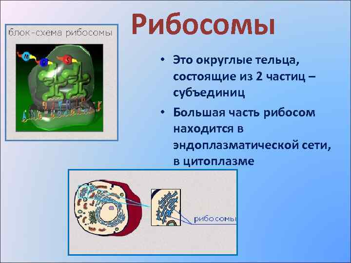 Рибосомы • Это округлые тельца, состоящие из 2 частиц – субъединиц • Большая часть