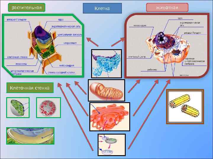 растительная Клеточная стенка Клетка животная 