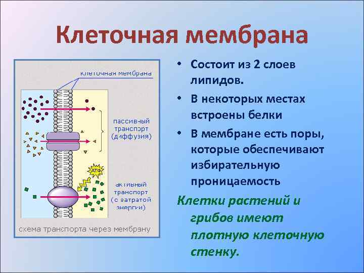 Клеточная мембрана • Состоит из 2 слоев липидов. • В некоторых местах встроены белки