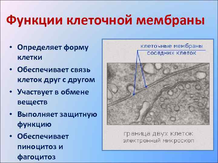 Функции клеточной мембраны • Определяет форму клетки • Обеспечивает связь клеток друг с другом