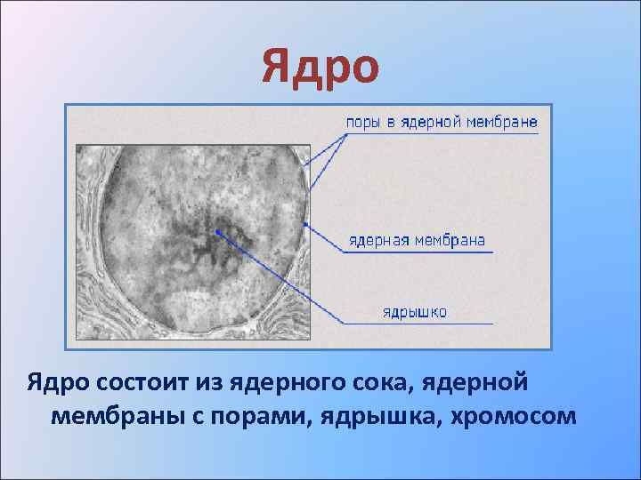 Ядро состоит из ядерного сока, ядерной мембраны с порами, ядрышка, хромосом 