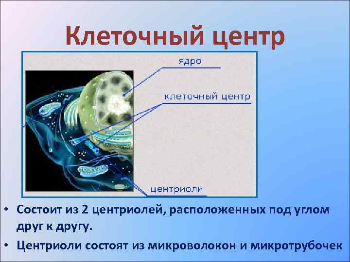 Автор клеточной. Клеточный центр состоит из. Клеточный центр находится. 7 Клеток.