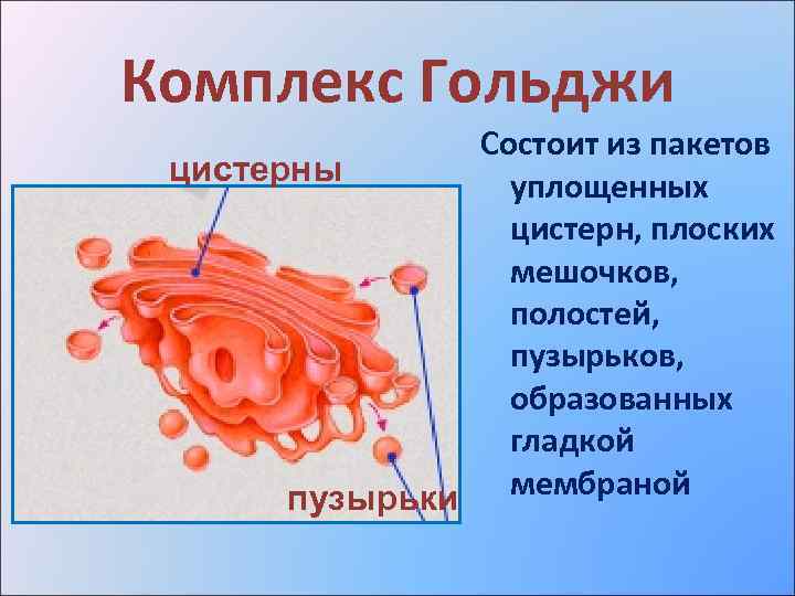Комплекс Гольджи Состоит из пакетов цистерны уплощенных цистерн, плоских мешочков, полостей, пузырьков, образованных гладкой