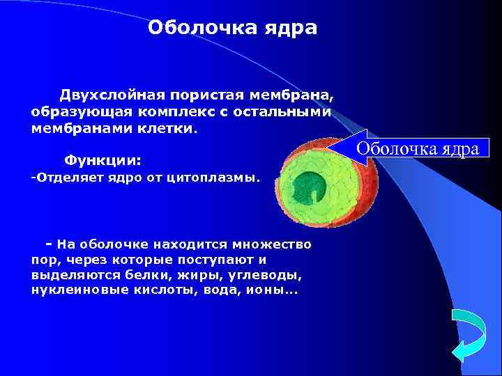 Оболочка ядра Двухслойная пористая мембрана, образующая комплекс с остальными мембранами клетки. Функции: -Отделяет ядро