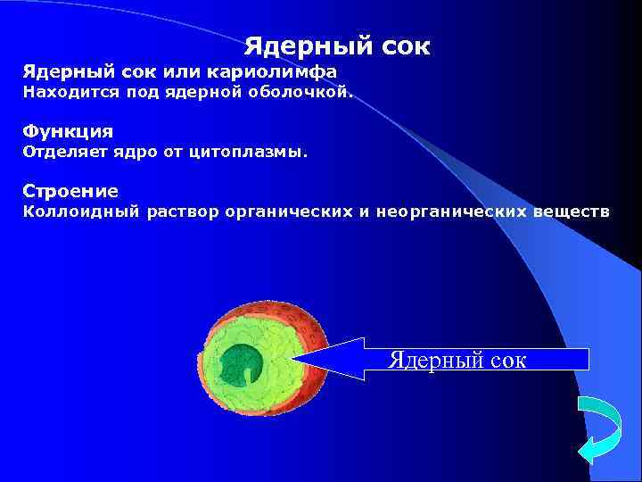 Ядерный сок или кариолимфа Находится под ядерной оболочкой. Функция Отделяет ядро от цитоплазмы. Строение
