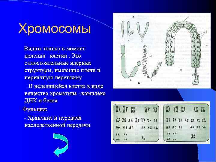 Хромосомы Видны только в момент деления клетки. Это самостоятельные ядерные структуры, имеющие плечи и