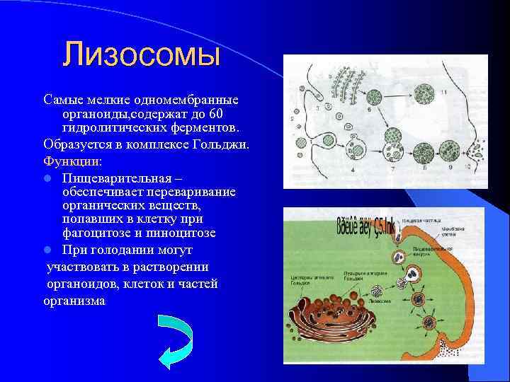 Лизосомы Самые мелкие одномембранные органоиды, содержат до 60 гидролитических ферментов. Образуется в комплексе Гольджи.