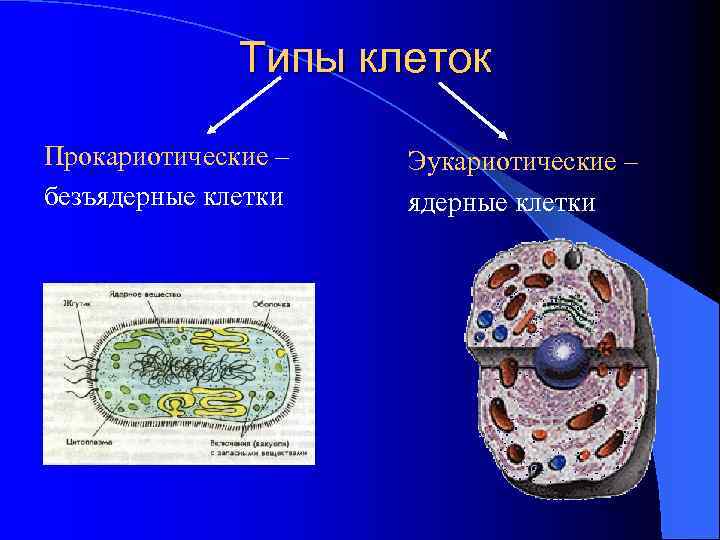 Типы клеток Прокариотические – безъядерные клетки Эукариотические – ядерные клетки 