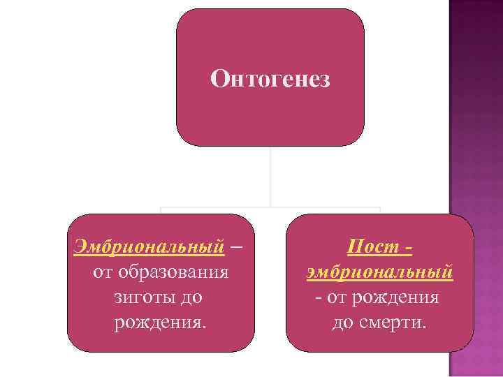 Онтогенез Эмбриональный – от образования зиготы до рождения. Пост эмбриональный - от рождения до