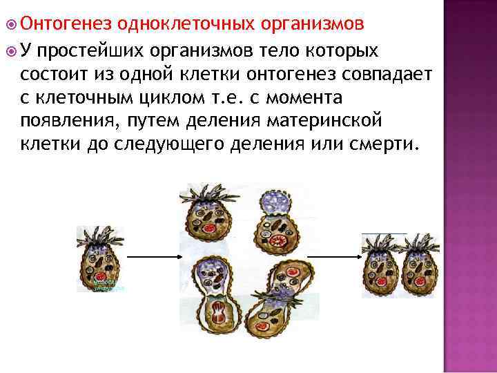  Онтогенез одноклеточных организмов У простейших организмов тело которых состоит из одной клетки онтогенез