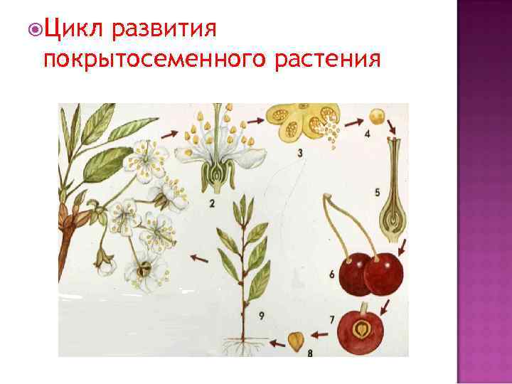  Цикл развития покрытосеменного растения 