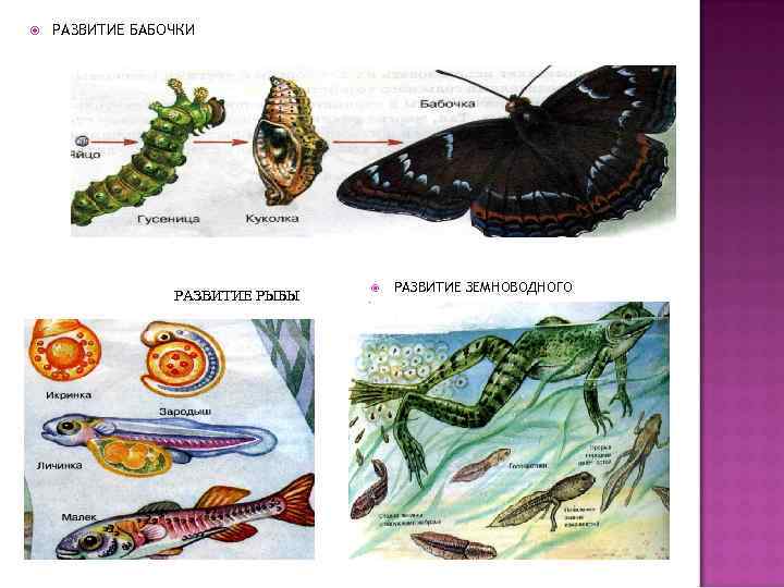  РАЗВИТИЕ БАБОЧКИ РАЗВИТИЕ РЫБЫ РАЗВИТИЕ ЗЕМНОВОДНОГО 