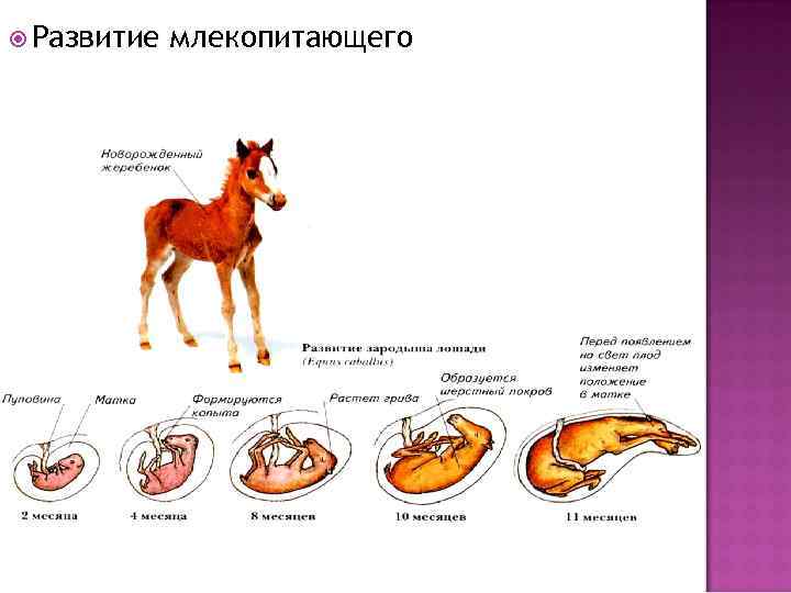  Развитие млекопитающего 