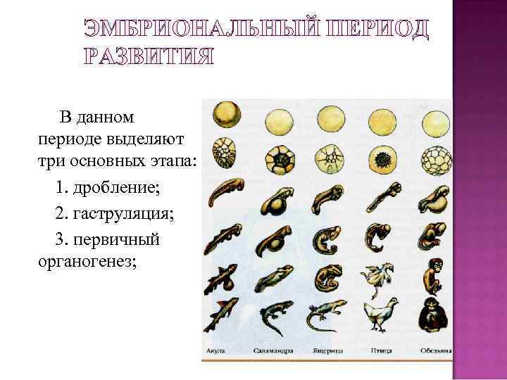 ЭМБРИОНАЛЬНЫЙ ПЕРИОД РАЗВИТИЯ В данном периоде выделяют три основных этапа: 1. дробление; 2. гаструляция;