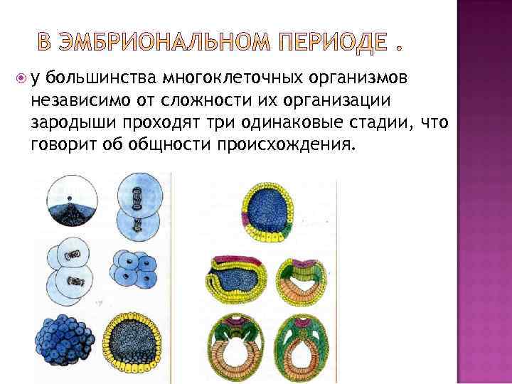  у большинства многоклеточных организмов независимо от сложности их организации зародыши проходят три одинаковые