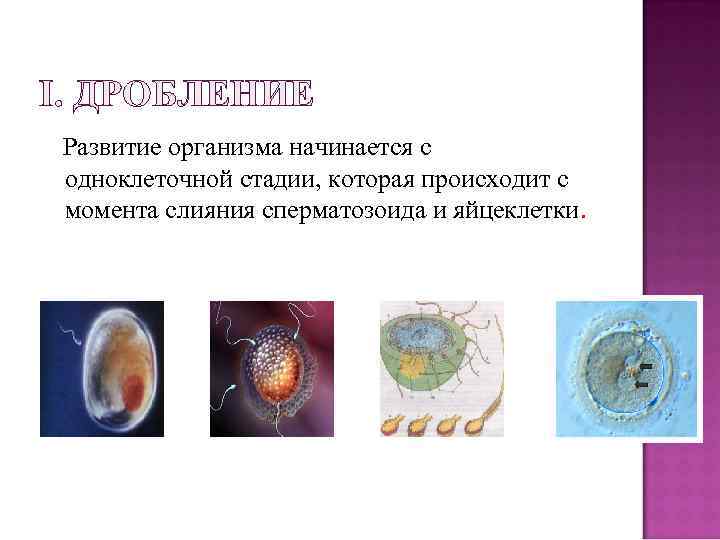 I. ДРОБЛЕНИЕ Развитие организма начинается с одноклеточной стадии, которая происходит с момента слияния сперматозоида