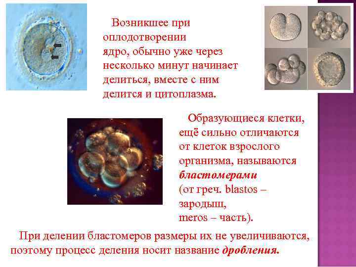 Возникшее при оплодотворении ядро, обычно уже через несколько минут начинает делиться, вместе с ним