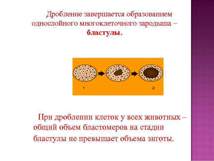 Дробление завершается образованием однослойного многоклеточного зародыша – бластулы. При дроблении клеток у всех животных