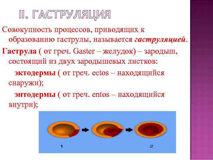 II. ГАСТРУЛЯЦИЯ Совокупность процессов, приводящих к образованию гаструлы, называется гаструляцией. Гаструла ( от греч.
