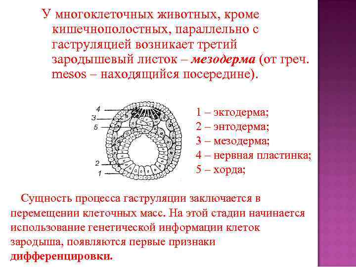 У многоклеточных животных, кроме кишечнополостных, параллельно с гаструляцией возникает третий зародышевый листок – мезодерма