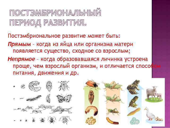 ПОСТЭМБРИОНАЛЬНЫЙ ПЕРИОД РАЗВИТИЯ. Постэмбриональное развитие может быть: Прямым – когда из яйца или организма