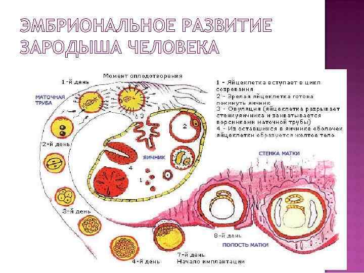ЭМБРИОНАЛЬНОЕ РАЗВИТИЕ ЗАРОДЫША ЧЕЛОВЕКА 