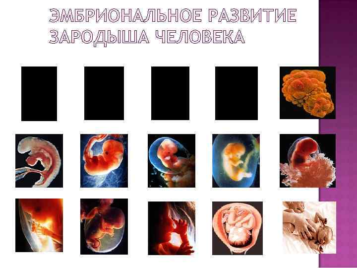 ЭМБРИОНАЛЬНОЕ РАЗВИТИЕ ЗАРОДЫША ЧЕЛОВЕКА 
