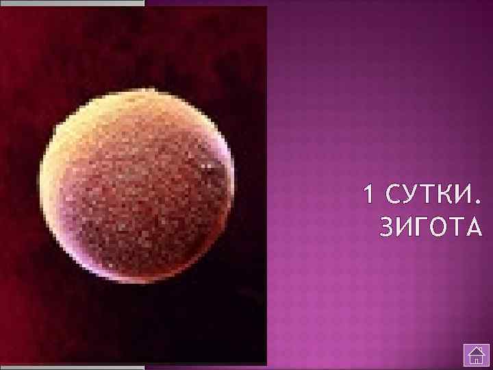 1 СУТКИ. ЗИГОТА 